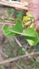 Rhynchosia volubilis