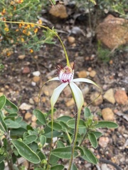 Caladenia × cala