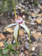 Caladenia × cala