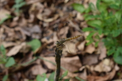 Brachythemis contaminata