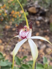 Caladenia × cala
