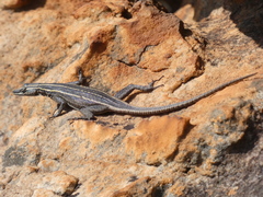 Platysaurus orientalis