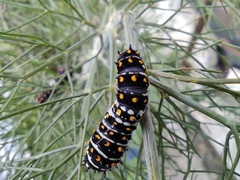 Papilio polyxenes asterius