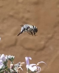 Anthophora marginata