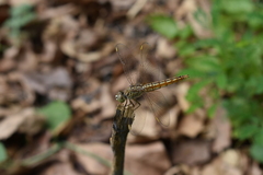 Brachythemis contaminata
