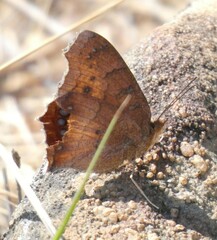 Catacroptera cloanthe