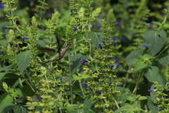 Salvia mexicana