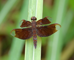 Neurothemis fulvia