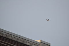 Falco peregrinus