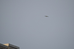 Falco peregrinus