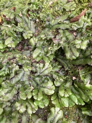 Marchantia polymorpha