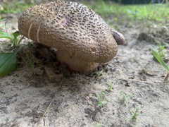 Amanita rubescens