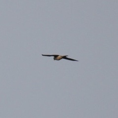 Falco peregrinus