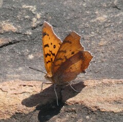 Catacroptera cloanthe