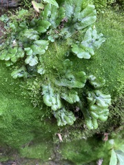 Marchantia polymorpha