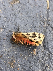Ardices curvata