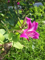 Bauhinia