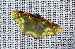 Syngatha latiflavaria