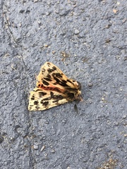 Ardices curvata