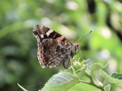 Vanessa indica