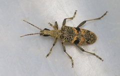 Rhagium mordax