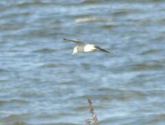 Chroicocephalus ridibundus