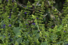 Eugenes fulgens