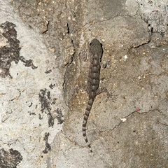 Gekko