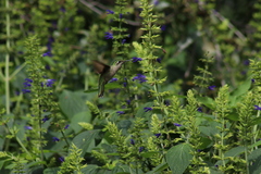 Eugenes fulgens