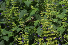 Eugenes fulgens