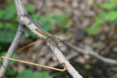 Brachythemis contaminata