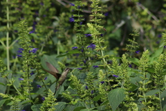 Eugenes fulgens