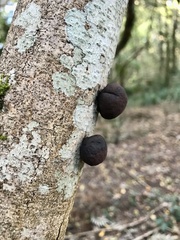 Daldinia concentrica