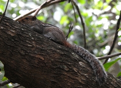 Funambulus tristriatus