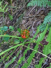 Arisaema triphyllum
