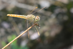 Brachythemis contaminata
