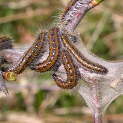 Aporia crataegi