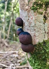 Daldinia concentrica