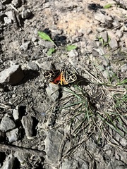 Apantesis parthenice