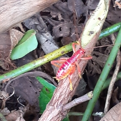 Gryllacrididae