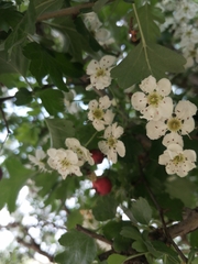 Crataegus