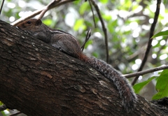 Funambulus tristriatus