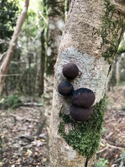 Daldinia concentrica