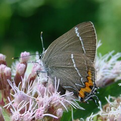 Satyrium w-album