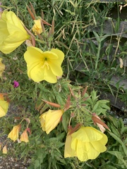 Oenothera glazioviana