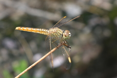 Brachythemis contaminata