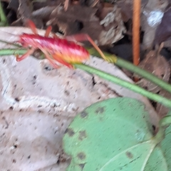 Gryllacrididae
