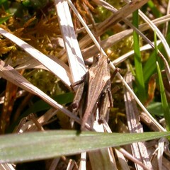 Tetrix subulata