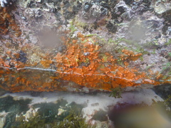 Hymeniacidon perlevis