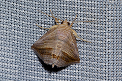 Gnamptogyia diagonalis